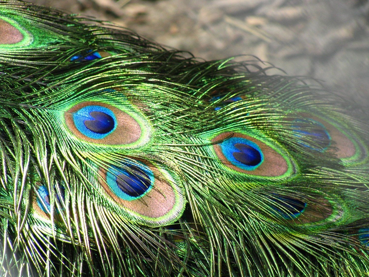 Peacock feathers