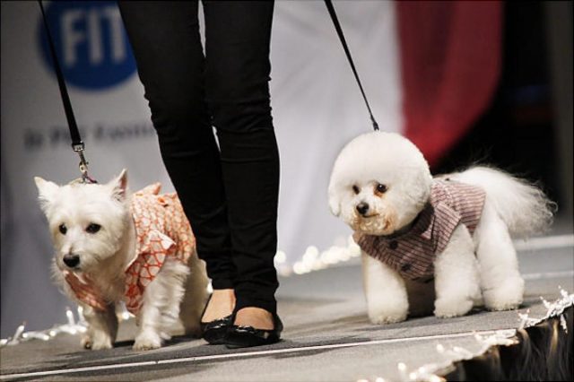 Pet Fashion Show
