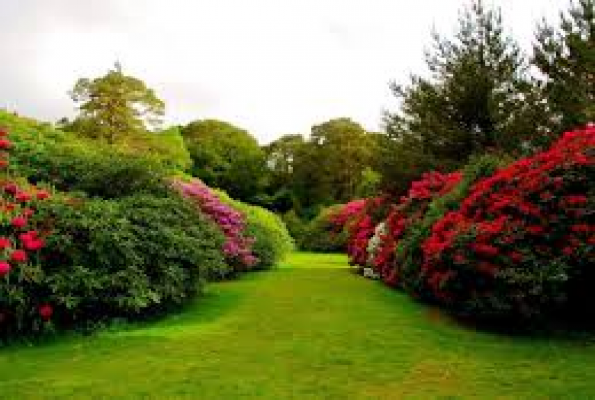 Lawn at Shri Ram Barat Ghar