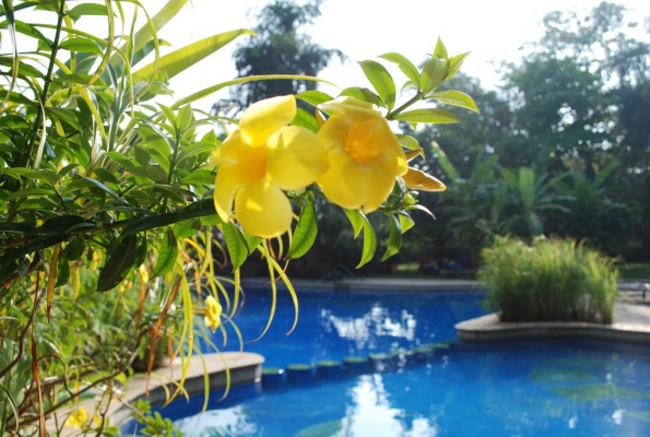 Poolside at Laguna Anjuna