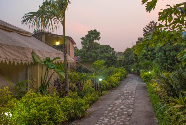 Lawn at Corbett Tigers N Trees