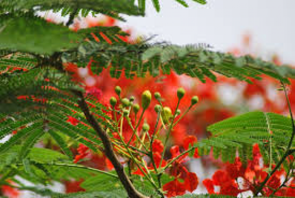 Gulmohar Garden