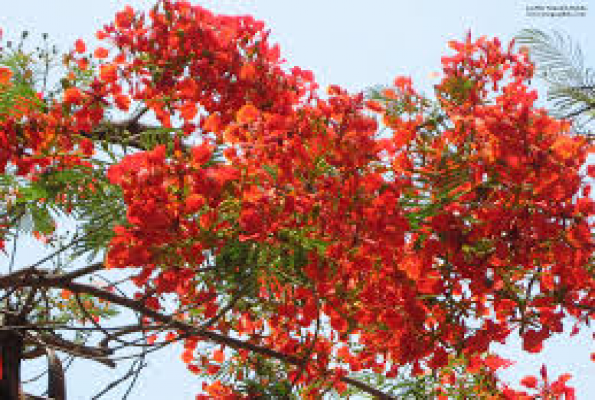 Gulmohar Garden