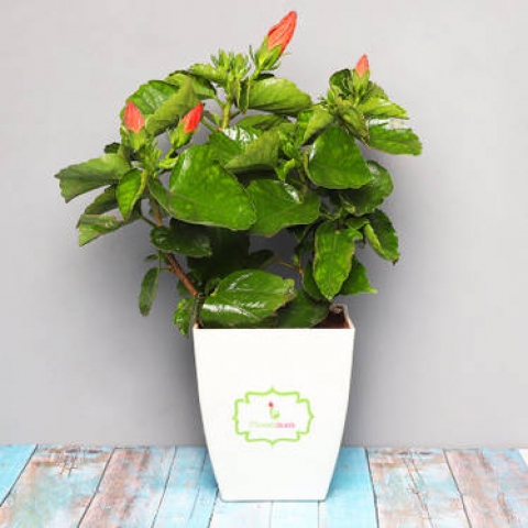 Ritika Flowers Gifts