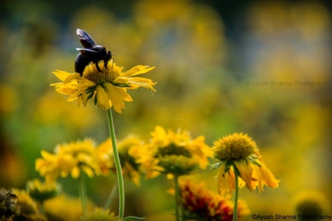 Ayush Sharma Photography