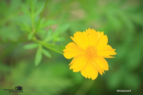 Photographs by Pradyumn