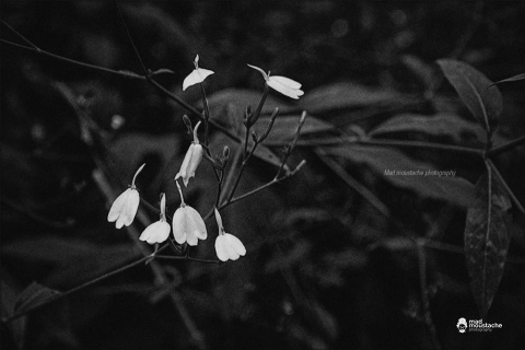 Mad Moustache Photography	