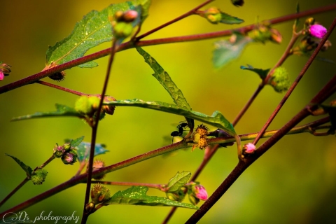 Divyanshu Singh Photography