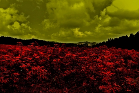 Joy Mukhopadhyay Photography